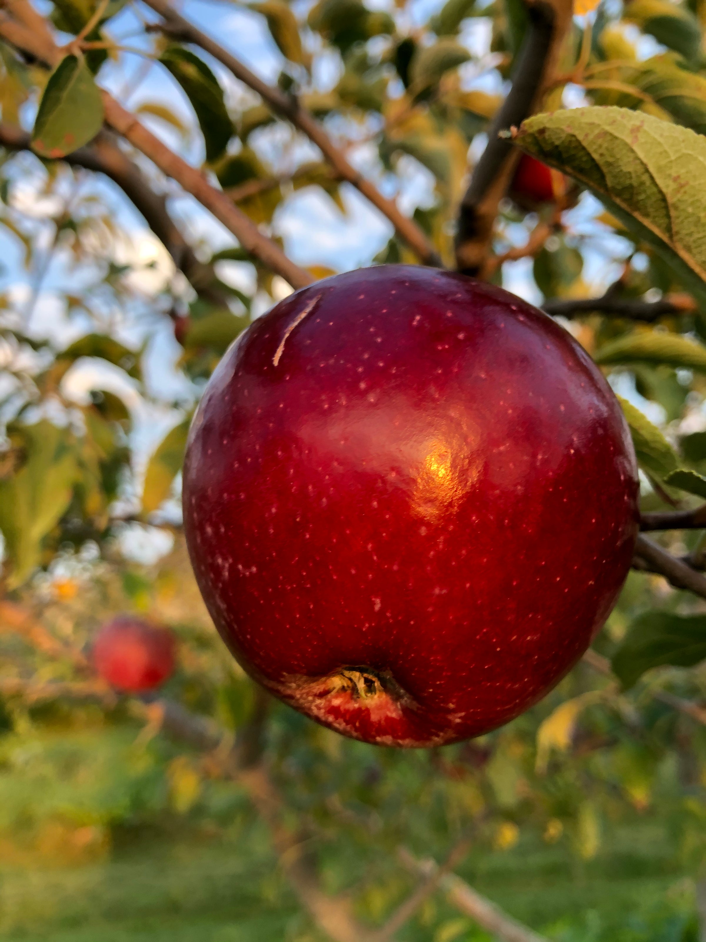 Apple Varieties | Twin Oaks Orchard